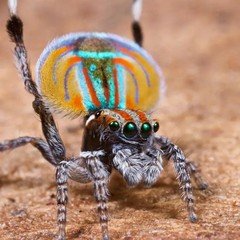 Peacock Spider (Noboru Inoue, Arranged by Magnetnotez)