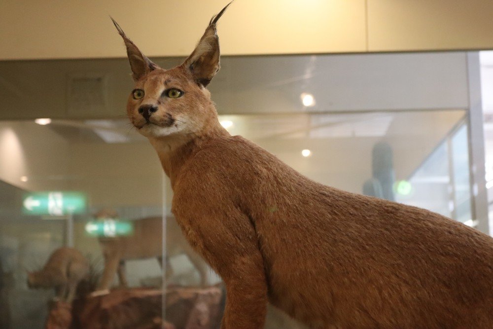 博物館美術館訪問記 その１ ねこの博物館 古今東西猫百物語 塩ら めん Note