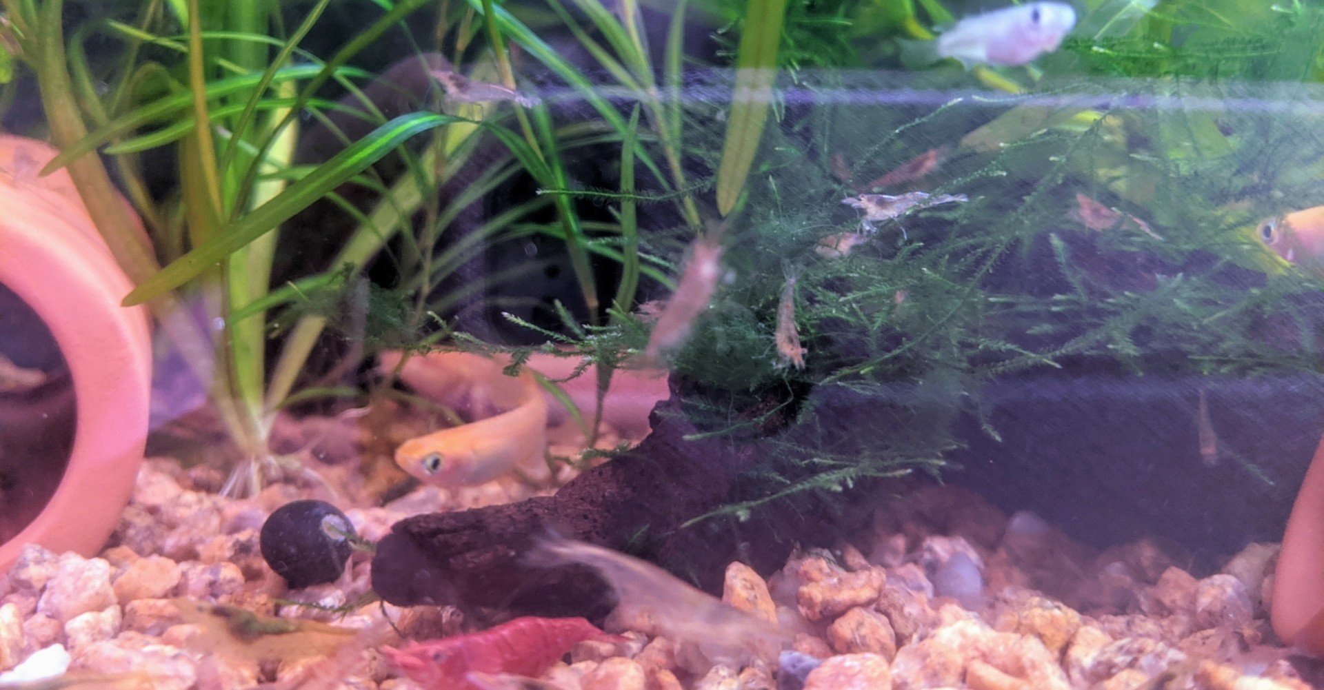 エビはペットか食べ物か論争 つかさまき Note