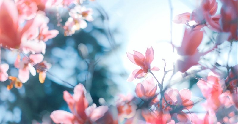 わたしたちは 愛されたい病気に侵されている すなくじら Note