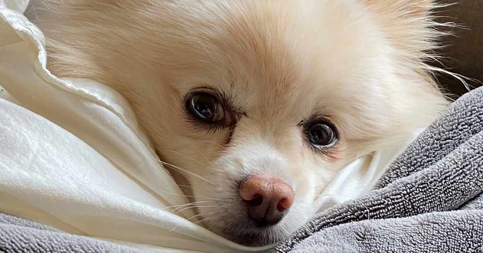犬の尿漏れ おねしょ 記録 1 まるぼうろ Note