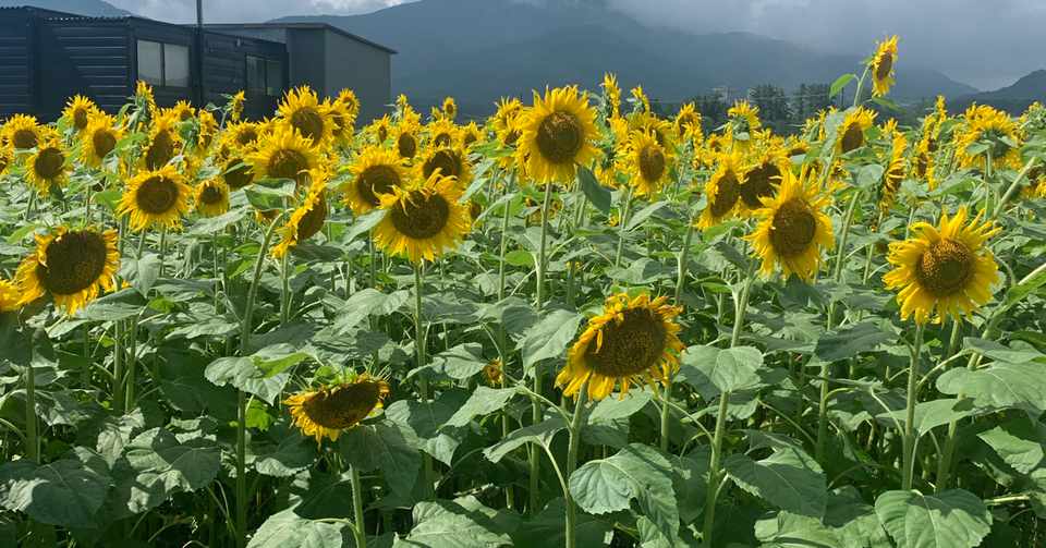 お庭のお掃除道具が充実しているオススメのホームセンター 四季創庭苑 日本一 人を大切にする植木屋 Note