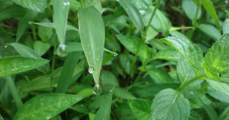 朝露の一雫