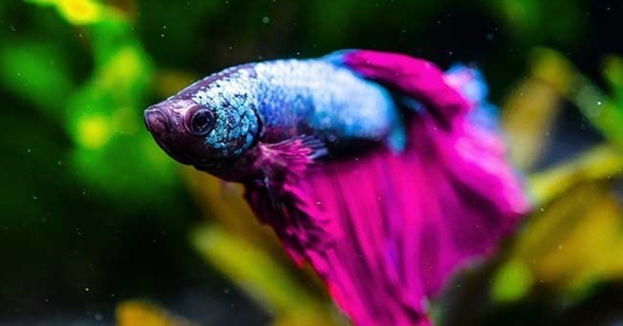 Things You Should Know About Betta Fish Sleep｜senzeal