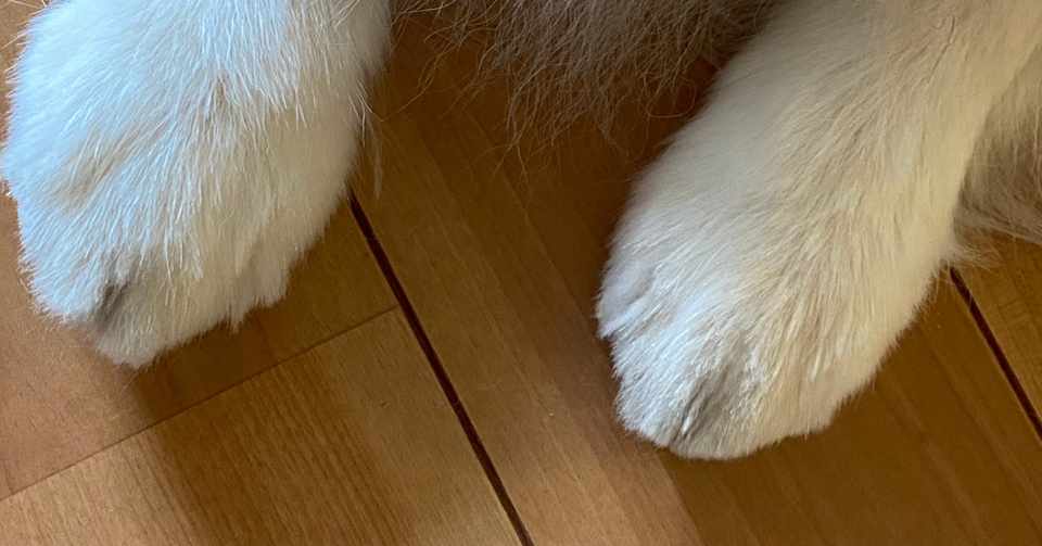犬の尿漏れ おねしょ 記録 2 まるぼうろ Note