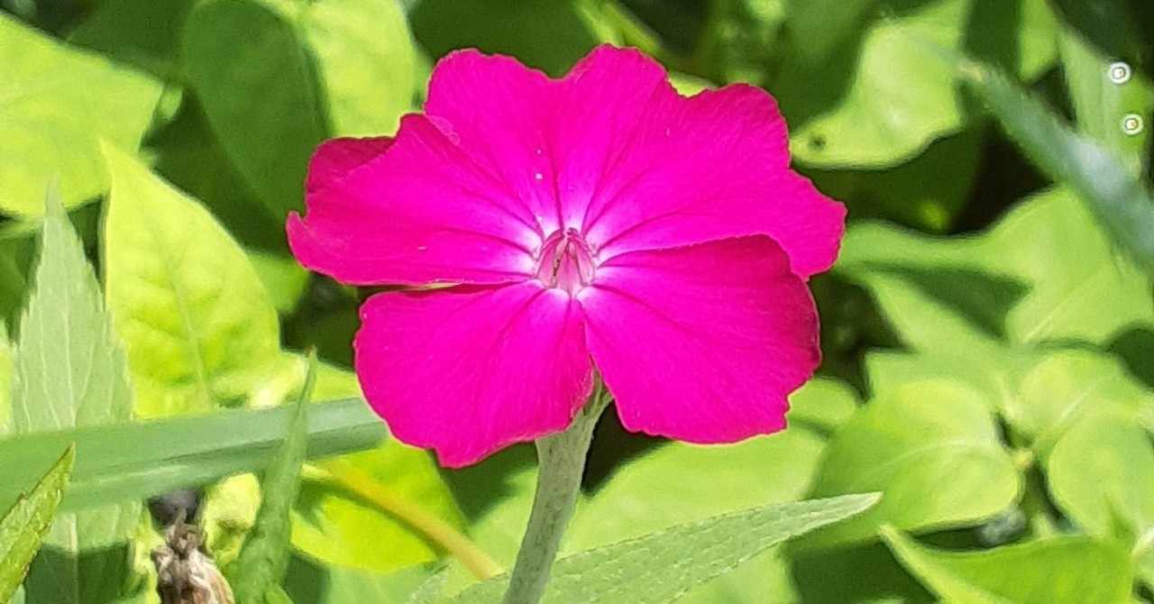 スイセンノウ 8月26日 誕生花 花咲かせおじさん すべての人に花を Note