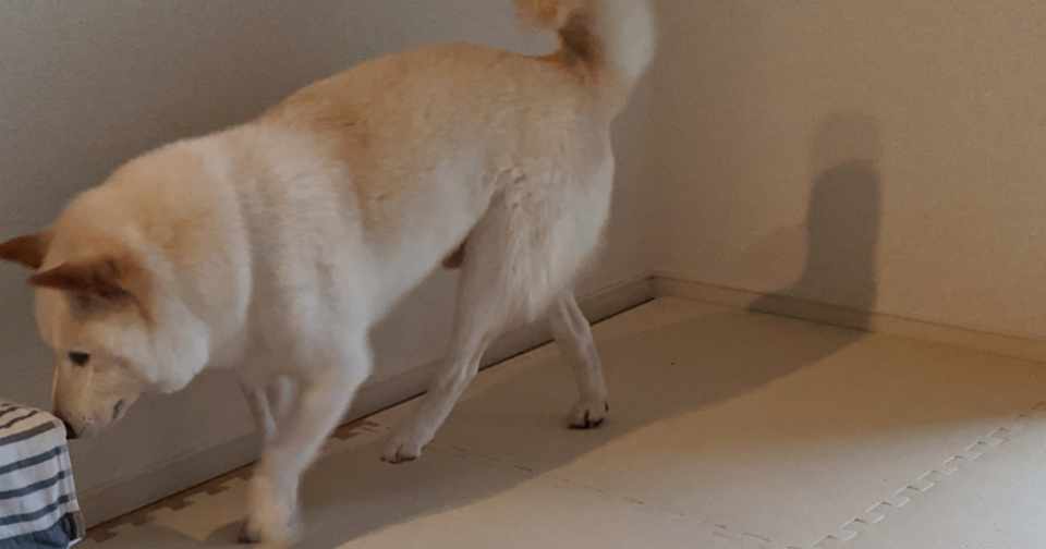 犬も歩けば介護予防 おうちで運動 犬の介護 Una Ricca Note
