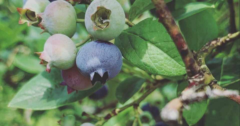 作り方 ゴッドマザー伝授 農家のブルーベリーマフィン 小田原farmhouse Hamayou Note