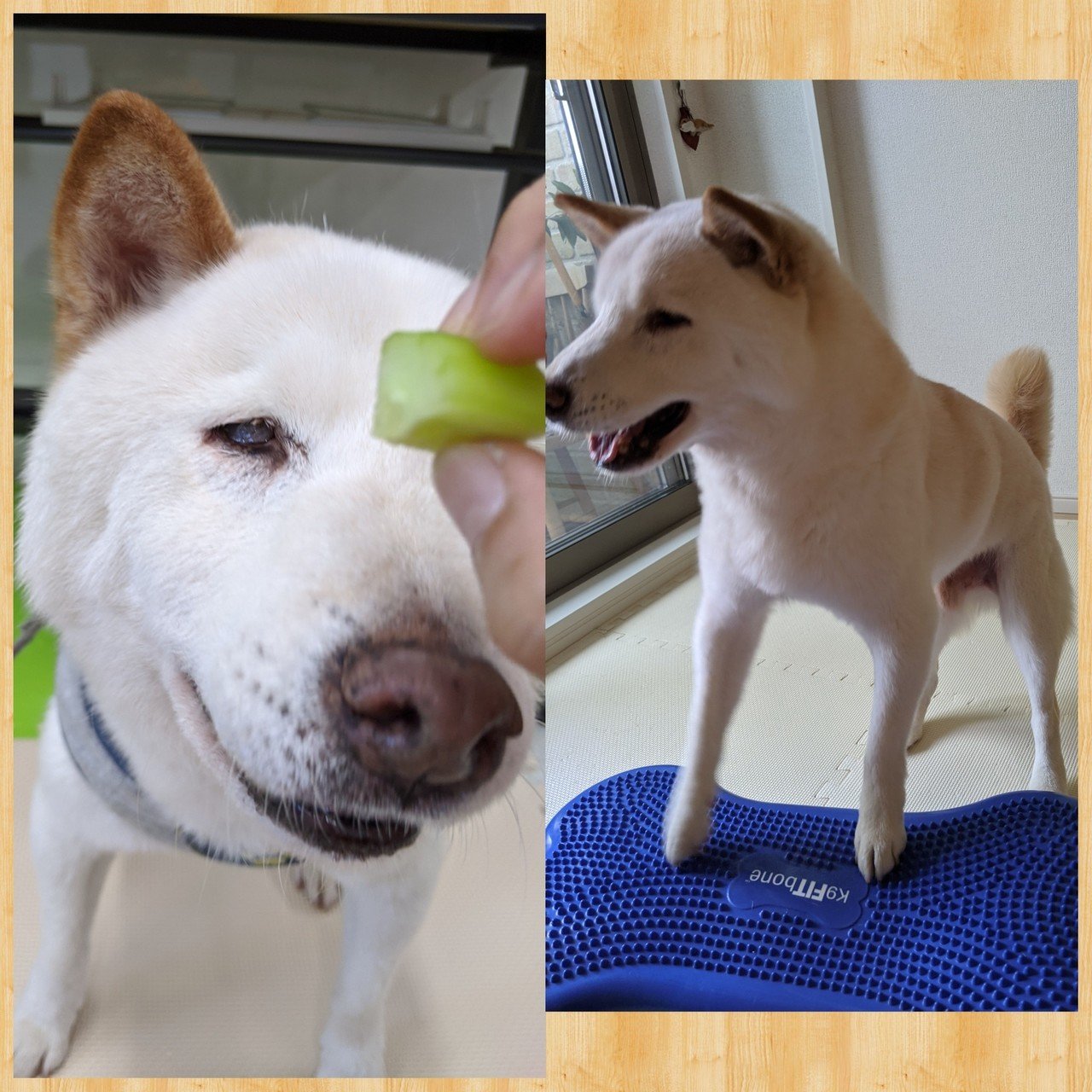 犬も歩けば介護予防 おうちで運動 犬の介護 Una Ricca Note 犬も歩けば介護予防 おうちで運動 犬の介護 Una Ricca Note
