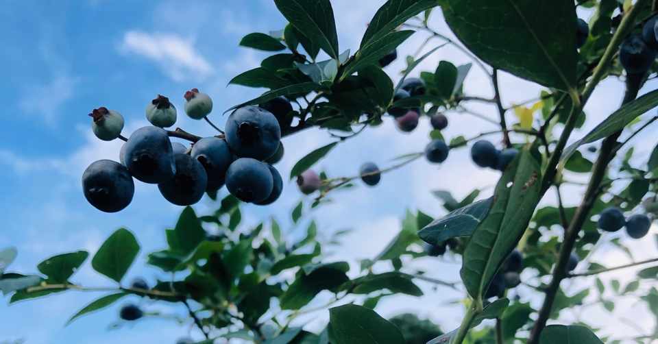 料理 耕す 事前に ブルーベリー 酸っぱい Maoowwn Jp 料理 耕す 事前に ブルーベリー 酸っぱい Maoowwn Jp