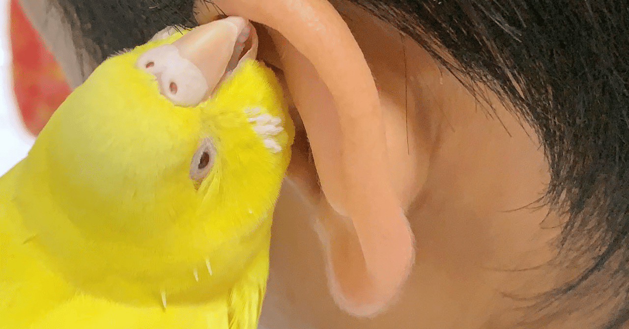 ぴっぴ の病気 無精卵 発情を繰り返しての今 インコまるけ Note