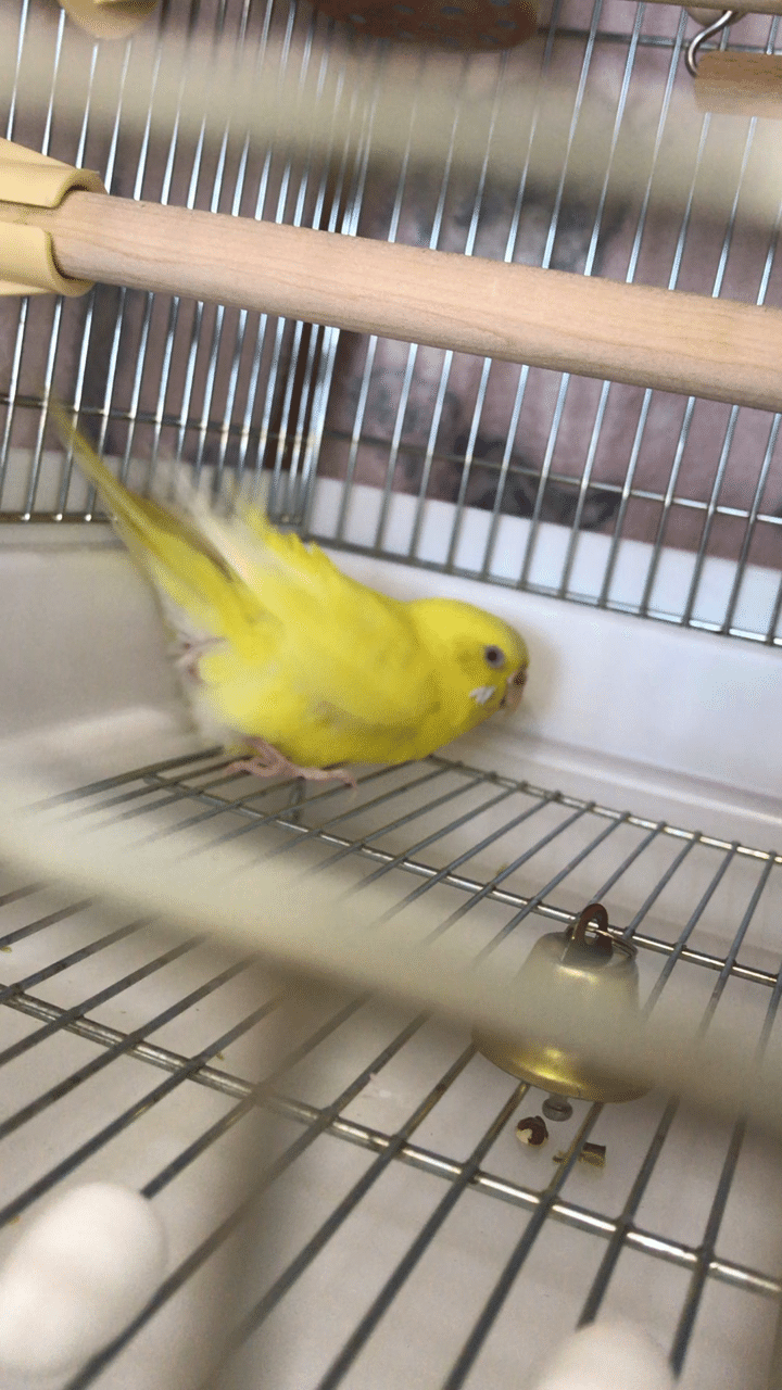 ぴっぴ の病気 無精卵 発情を繰り返しての今 インコまるけ Note ぴっぴ の病気 無精卵 発情を繰り返しての今 インコまるけ Note