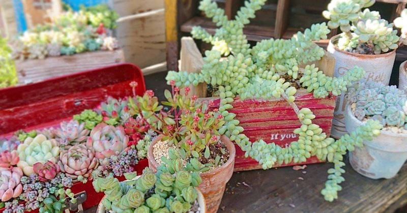 効果的な多肉植物と器のあわせかた Kurumi Succulents Note