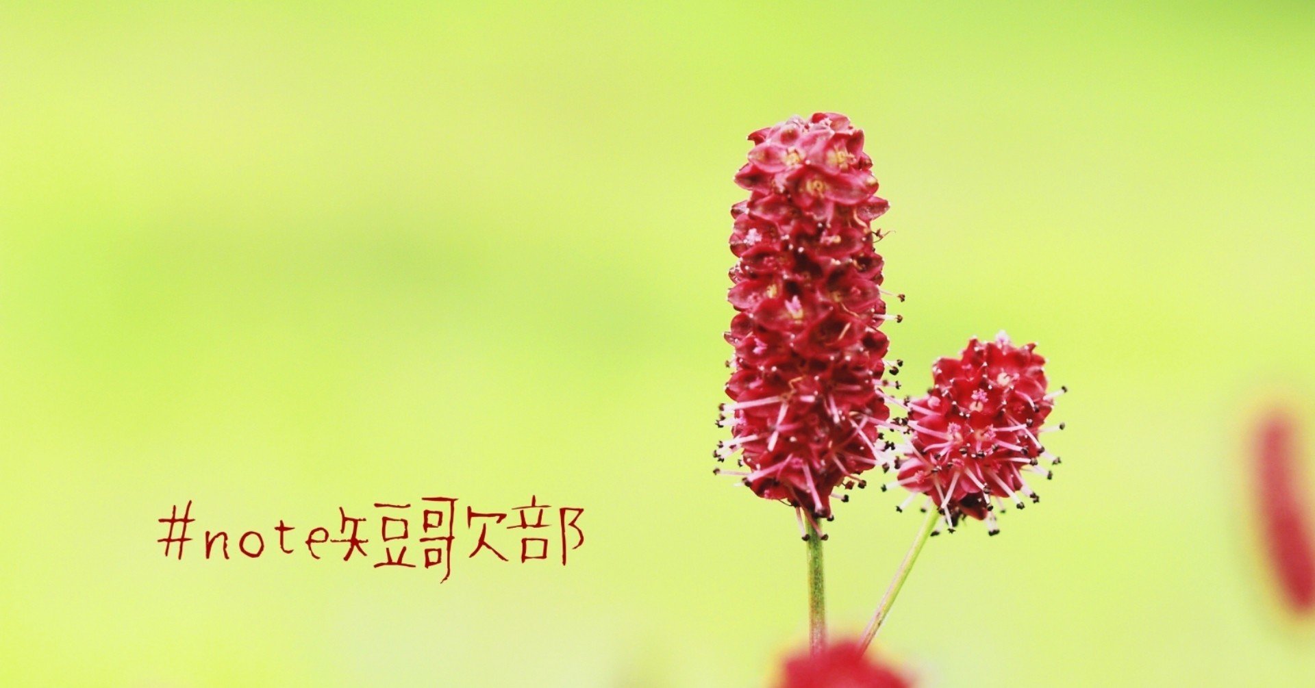 短歌 8月25日 誕生花は吾亦紅 Note短歌部 御子柴 流歌 Note 短歌 8月25日 誕生花は吾亦紅 Note短歌部 御子柴 流歌 Note