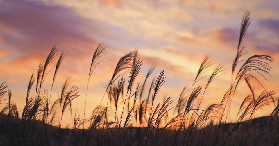 すすき という季語について Ictm Note