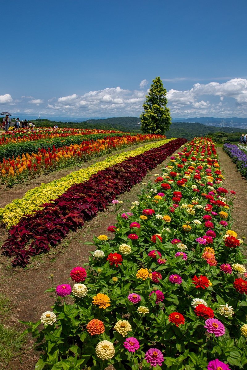 淡路島 あわじ花さじき Zenpaku Note