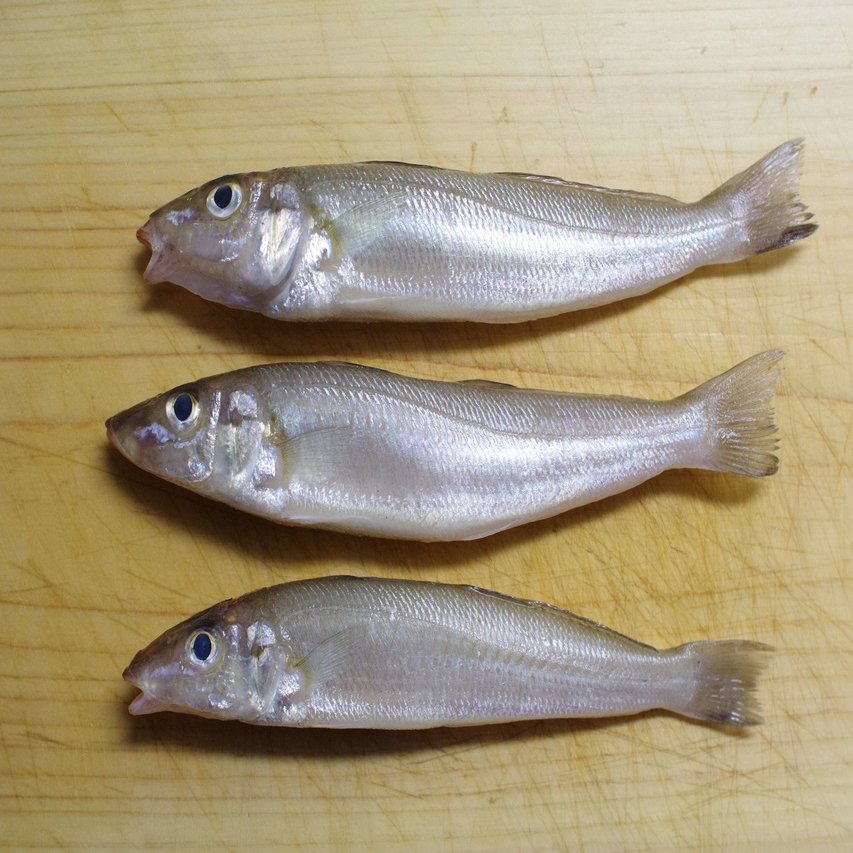 小型の魚でも威力を発揮 低温調理で作る鱚 キス の魅力 すしログ 大谷悠也 Note
