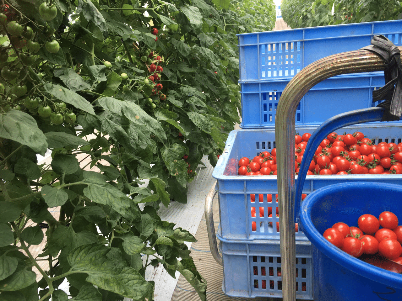 トマト 4kgの通販 産地直送お取り寄せ商品 - 食べチョク