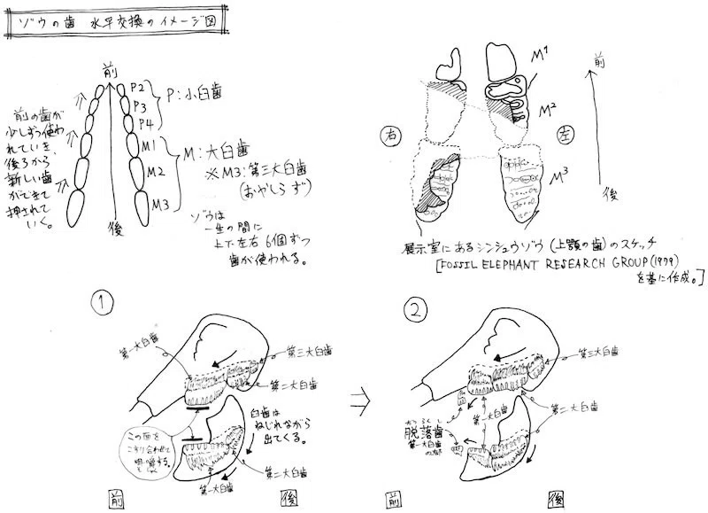 ゾウの歯 ～水平交換の話～｜信州大学自然科学館