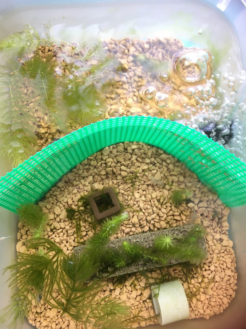 No 44 ミナミヌマエビ抱卵 衝撃の交尾 アクアポニックス 水槽初心者 Note