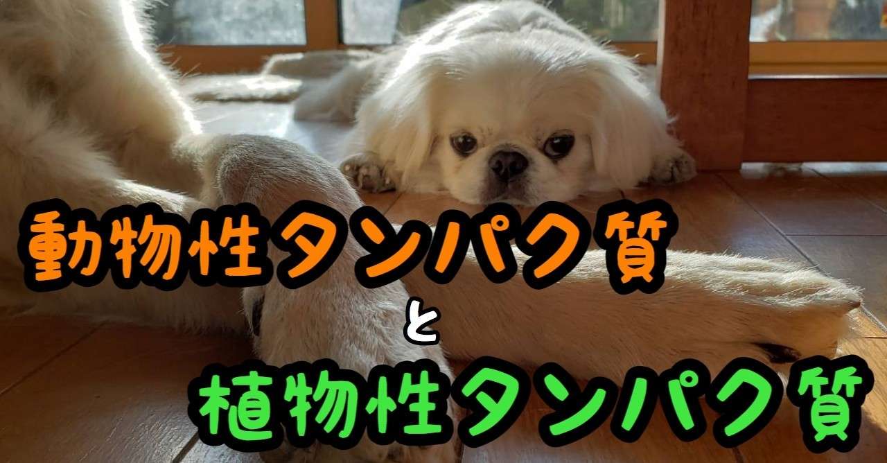 動物性タンパク質と植物性タンパク質 ドッグライフサポーター 獅子パパ Note