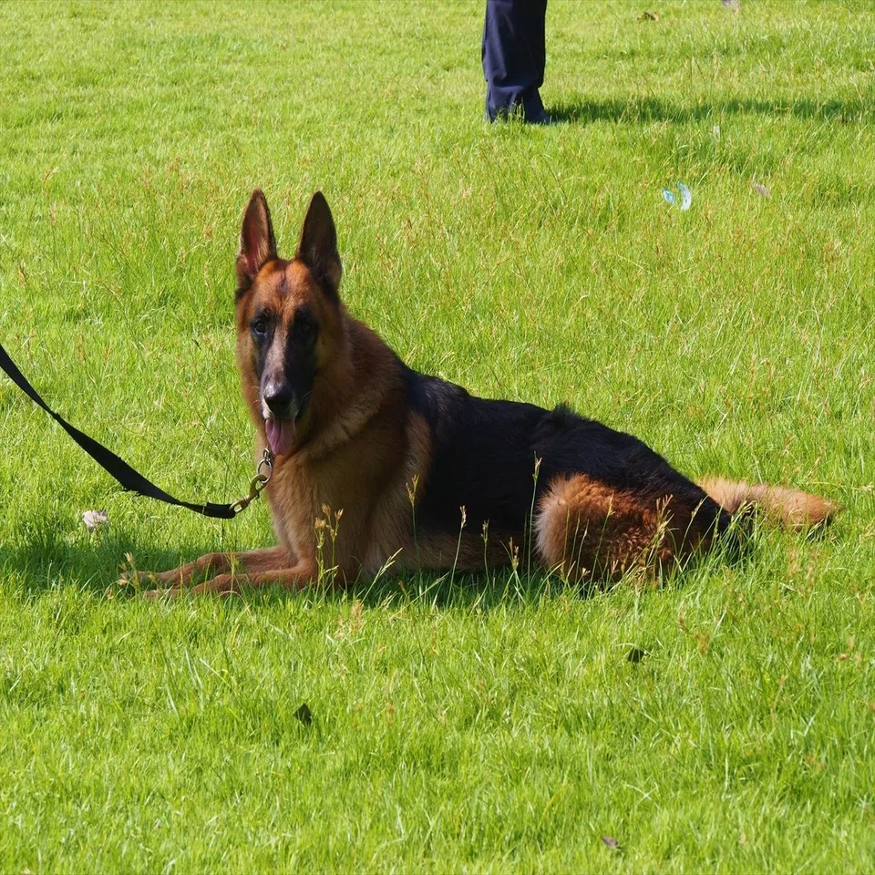タイ警察の警察犬部門「POLICE K-9」｜在住歴20年が話したい本当のタイ 