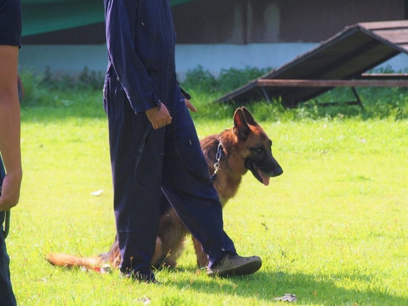 タイ警察の警察犬部門 Police K 9 在住歴年が話したい本当のタイと見てきたこととうまい話と Note