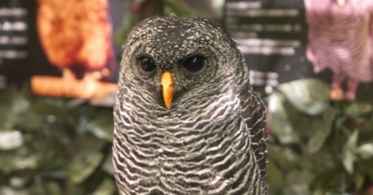 富士花鳥園のふくろうたちに会ってきました クロオビヒナフクロウ編 べいさん Note