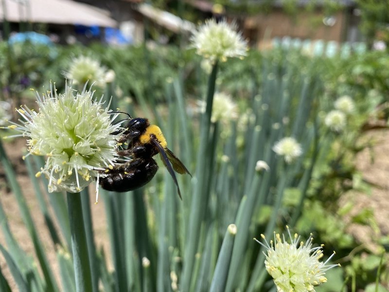 強面のわりに性格はおとなしい キムネクマバチを捕まえた Noriaki Kawanishi 半農デザイナー Note