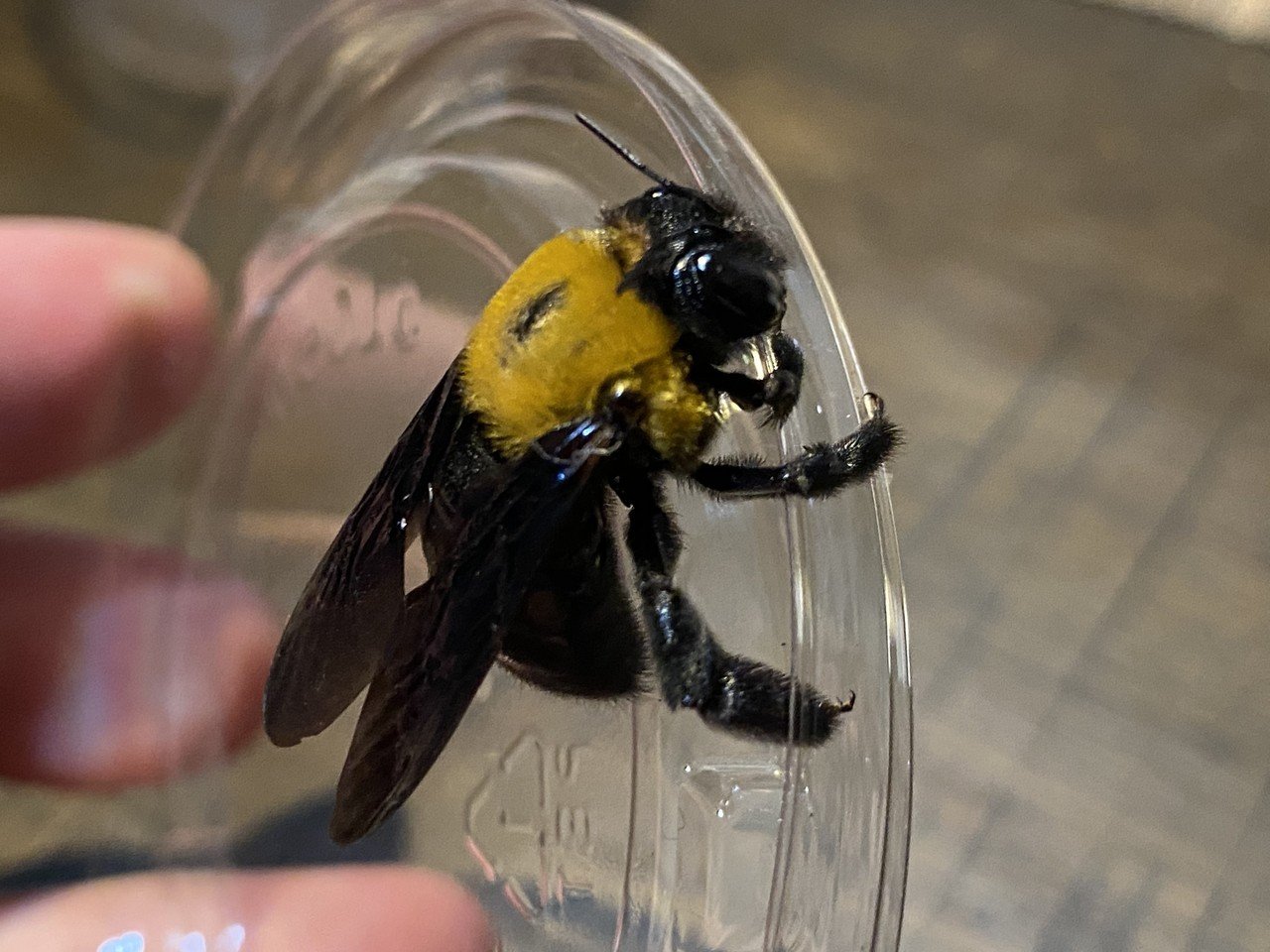 強面のわりに性格はおとなしい キムネクマバチを捕まえた Noriaki Kawanishi 田舎暮らしデザイナー Note 強面のわりに性格はおとなしい キムネクマバチを捕まえた Noriaki Kawanishi 田舎暮らしデザイナー Note