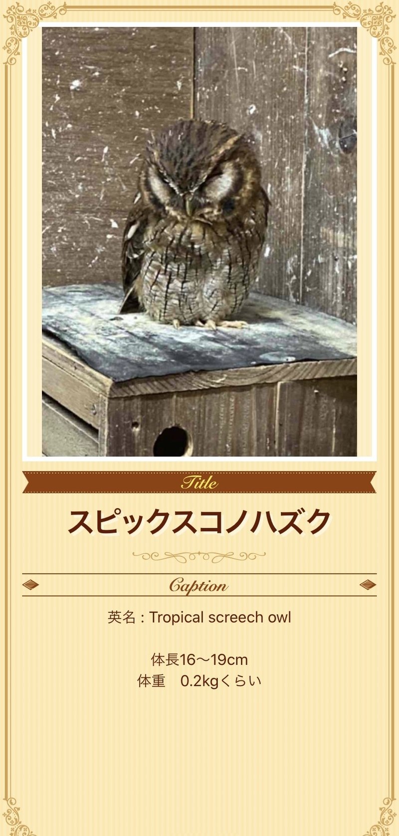 富士花鳥園のフクロウたちに会ってきました スピックスコノハズク編 続 ふくろうrock君の365日 Note 富士花鳥園のフクロウたちに会ってきました スピックスコノハズク編 続 ふくろうrock君の365日 Note