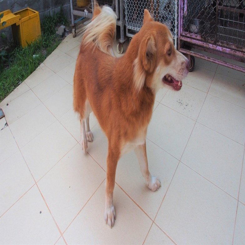 野良犬の保護団体 ソイ ドッグ の活動 在住歴年が話したい本当のタイと見てきたこととうまい話と Note