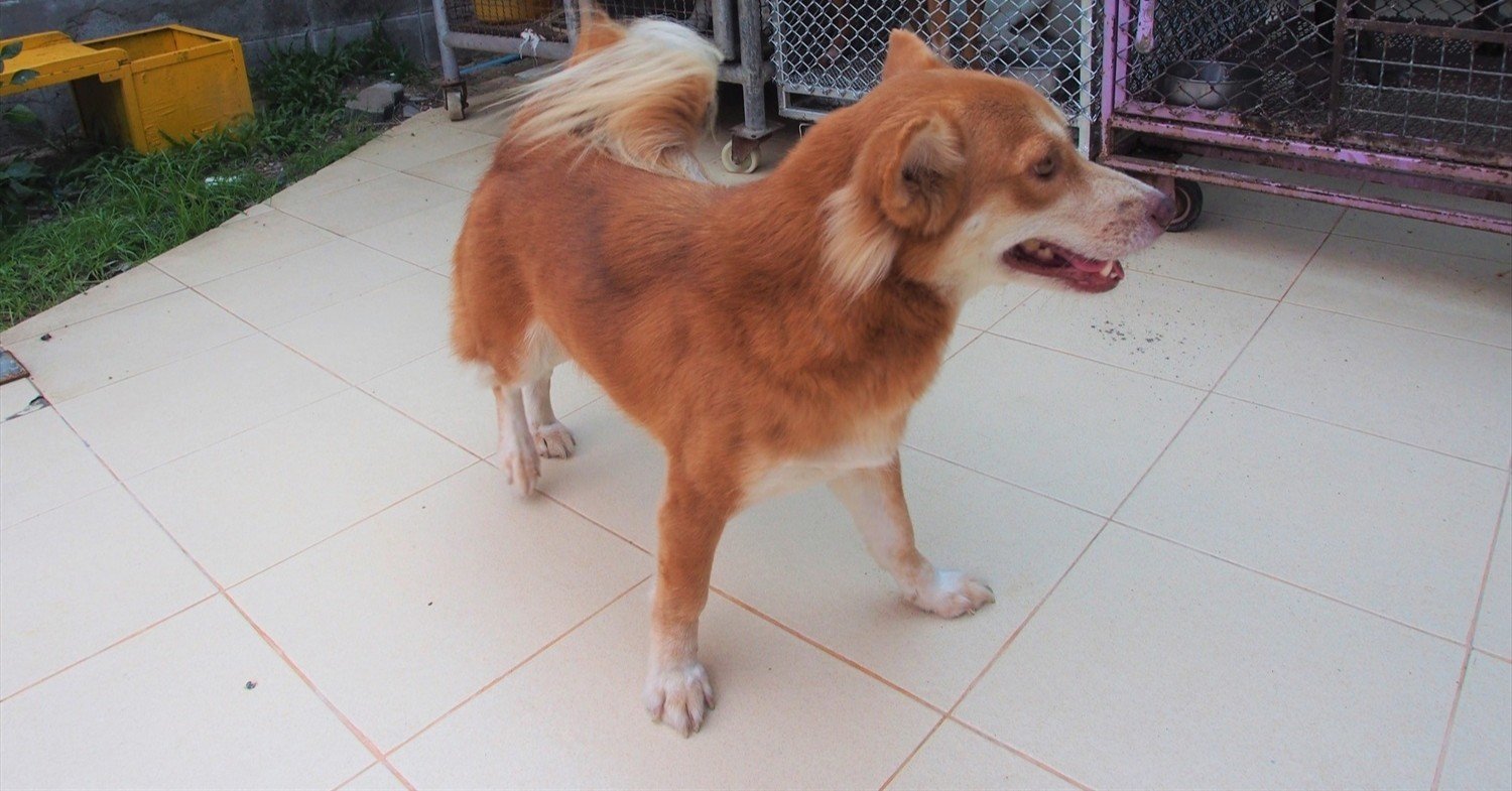 野良犬の保護団体 ソイ ドッグ の活動 在住歴年が話したい本当のタイと見てきたこととうまい話と Note 野良犬の保護団体 ソイ ドッグ の活動 在住歴年が話したい本当のタイと見てきたこととうまい話と Note