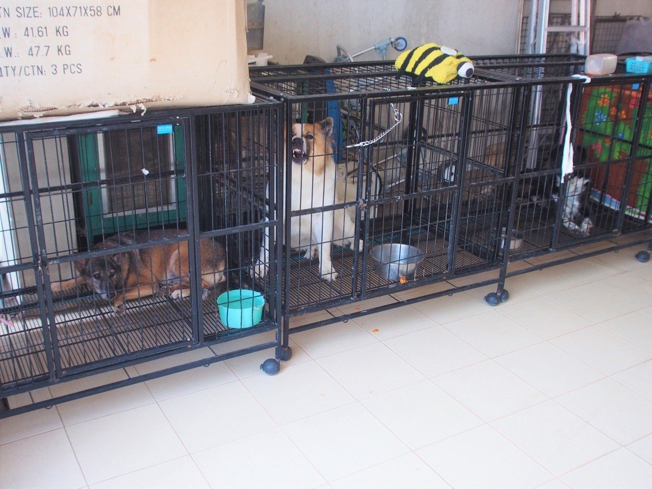 野良犬の保護団体 ソイ ドッグ の活動 在住歴年が話したい本当のタイと見てきたこととうまい話と Note 野良犬の保護団体 ソイ ドッグ の活動 在住歴年が話したい本当のタイと見てきたこととうまい話と Note