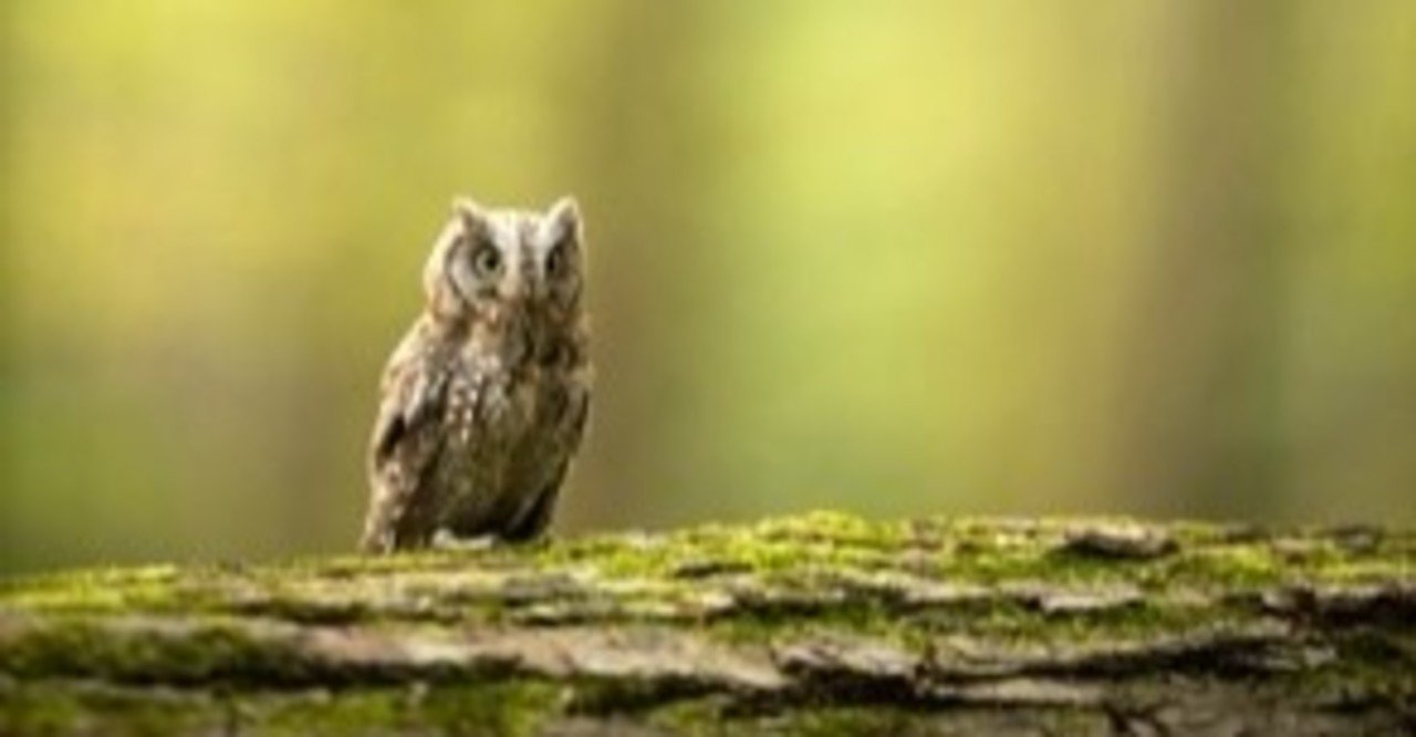 富士花鳥園のフクロウたちに会ってきました スピックスコノハズク編 続 ふくろうrock君の365日 Note