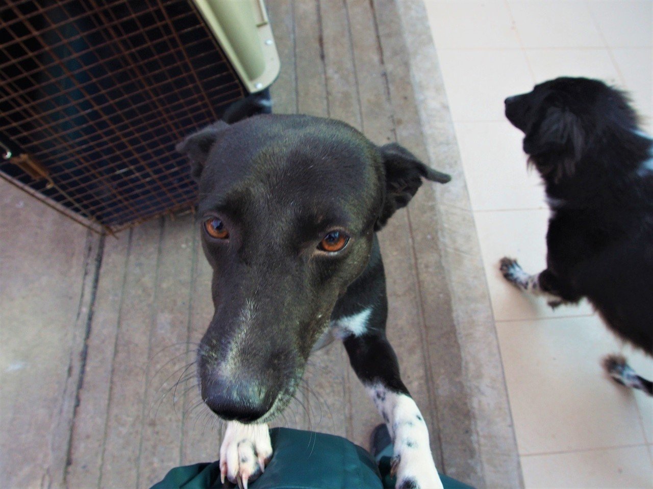 野良犬の保護団体 ソイ ドッグ の活動 在住歴年が話したい本当のタイと見てきたこととうまい話と Note 野良犬の保護団体 ソイ ドッグ の活動 在住歴年が話したい本当のタイと見てきたこととうまい話と Note