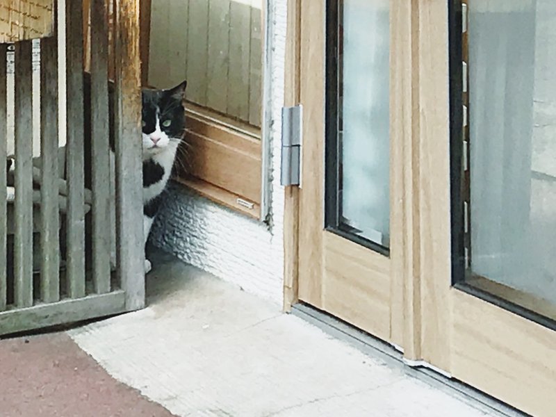 猫は悪くないのに 野良猫問題を考える あしかがふみか Note 猫は悪くないのに 野良猫問題を考える あしかがふみか Note