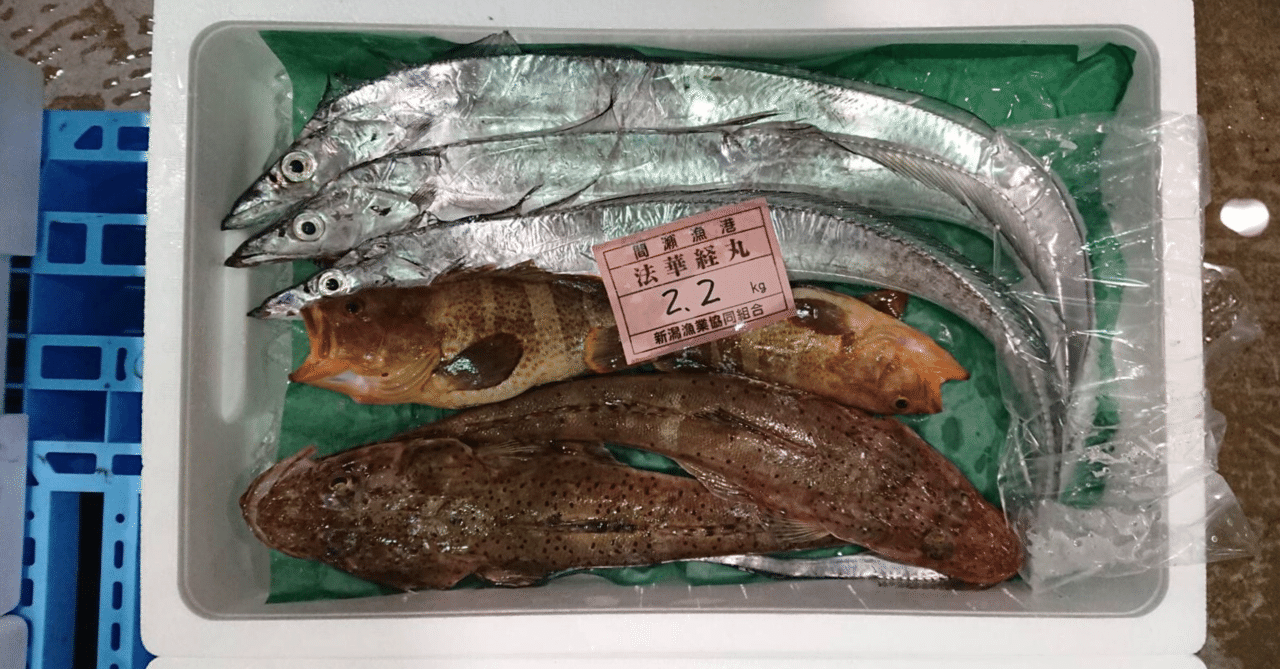 新潟 佐渡沖の太刀魚 マハタ マゴチの捌き方 魚が来る 明日 新潟から 鮮魚通販 Note 新潟 佐渡沖の太刀魚 マハタ マゴチの捌き方 魚が来る 明日 新潟から 鮮魚通販 Note