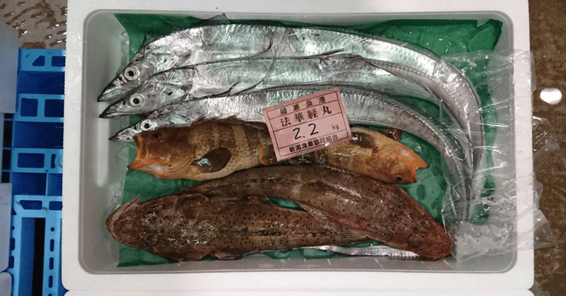 新潟 佐渡沖の太刀魚 マハタ マゴチの捌き方 魚が来る 明日 新潟から 鮮魚通販 Note