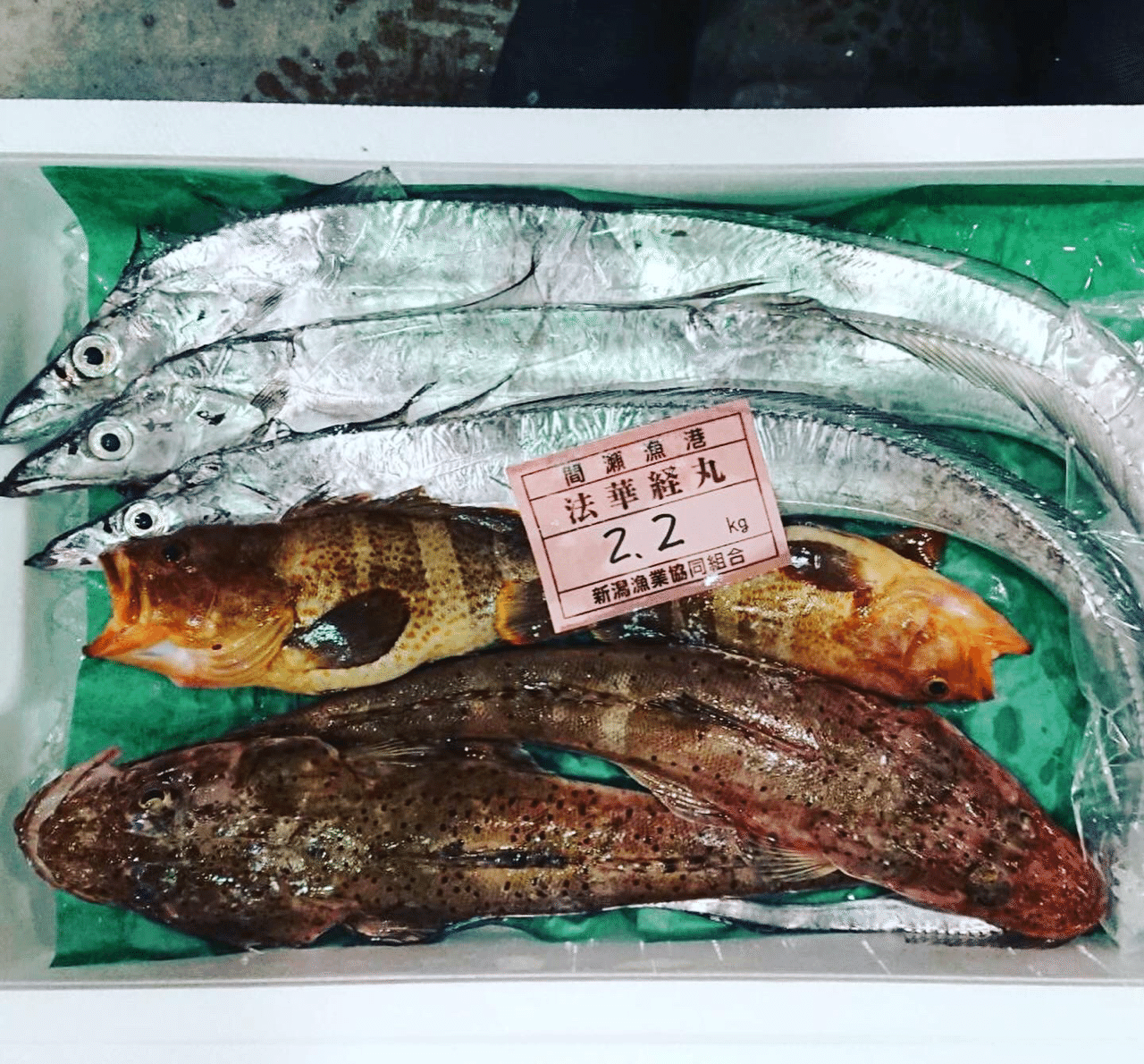 新潟 佐渡沖の太刀魚 マハタ マゴチの捌き方 魚が来る 明日 新潟から 鮮魚通販 Note