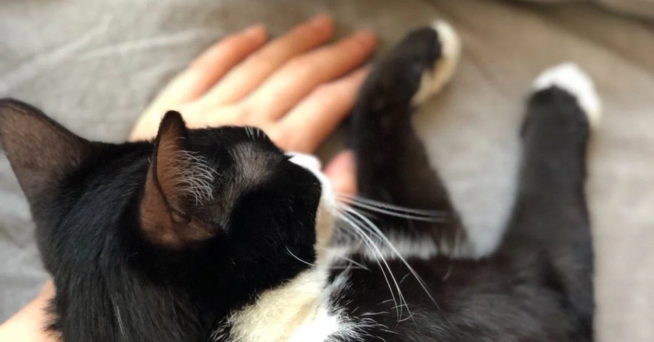 猫の思い出をひとつ ネコのヒゲ Note