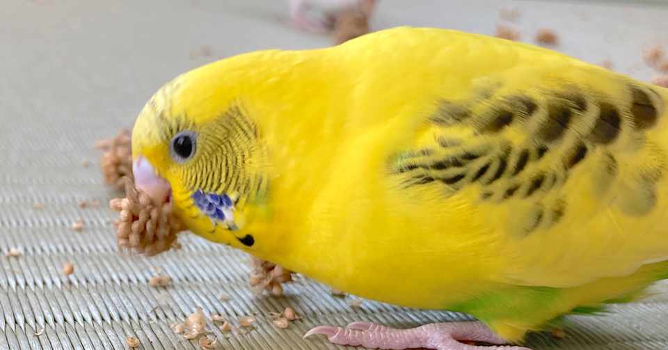 ちゃぴ の発情と遊び上手な様子 インコまるけ Note