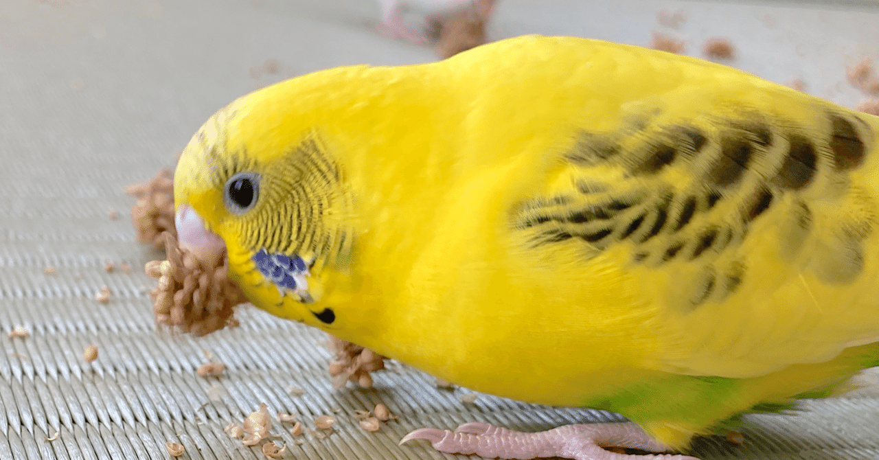 ちゃぴ の発情と遊び上手な様子 インコまるけ Note