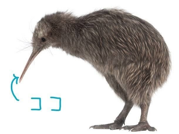 Amazon.co.jp: キウイ キーウィ バード kiwi ぬいぐるみ