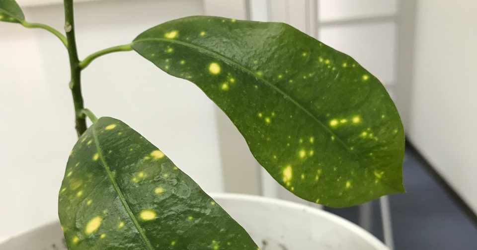 100均の観葉植物 3階の緑 生活と終活のフェリーチェ結う Note