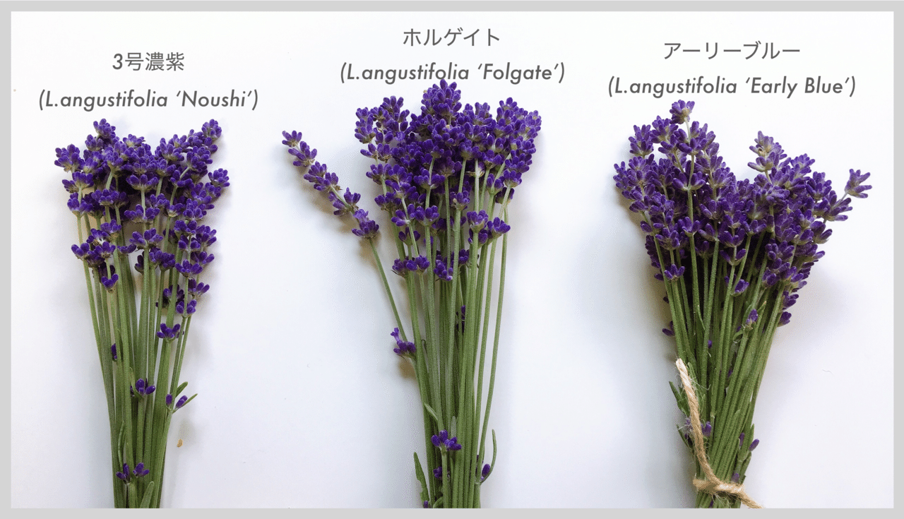 本日午前中のラベンダー収穫のようす 早咲き特性持ちの３種比較です ドライになった数日後も同じ撮り方でupしようか 種類をたくさん育てることの楽しみ です エフゲニーマエダ 平成林業 Note