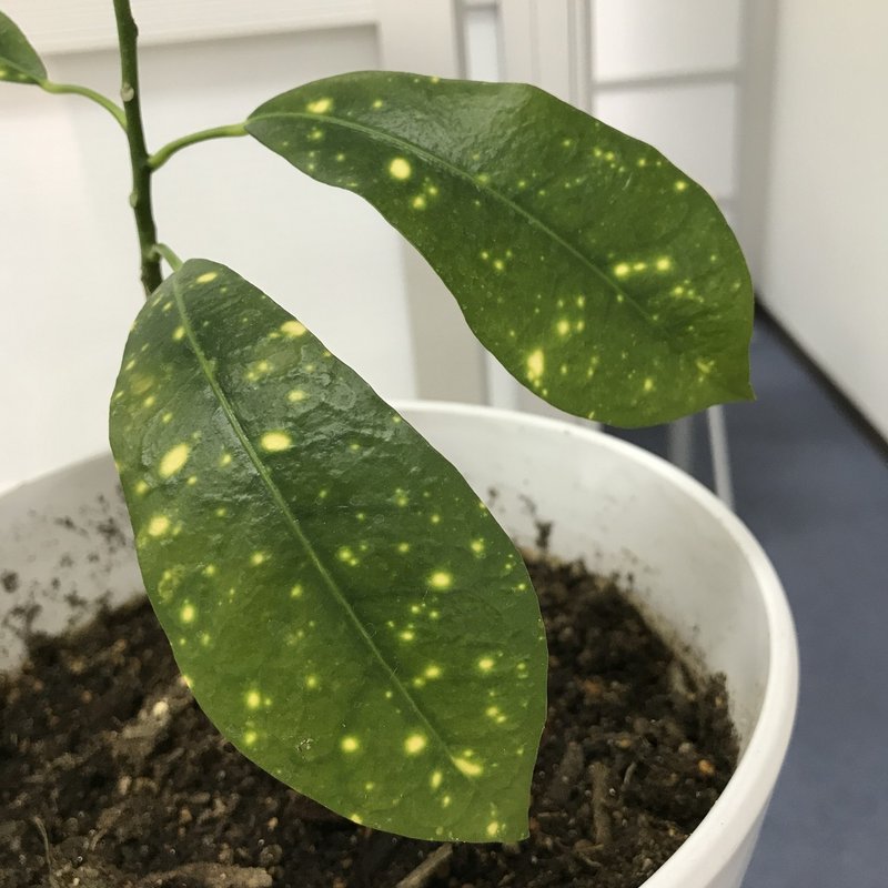 100均の観葉植物 3階の緑 生活と終活のフェリーチェ結う Note 100均の観葉植物 3階の緑 生活と終活のフェリーチェ結う Note