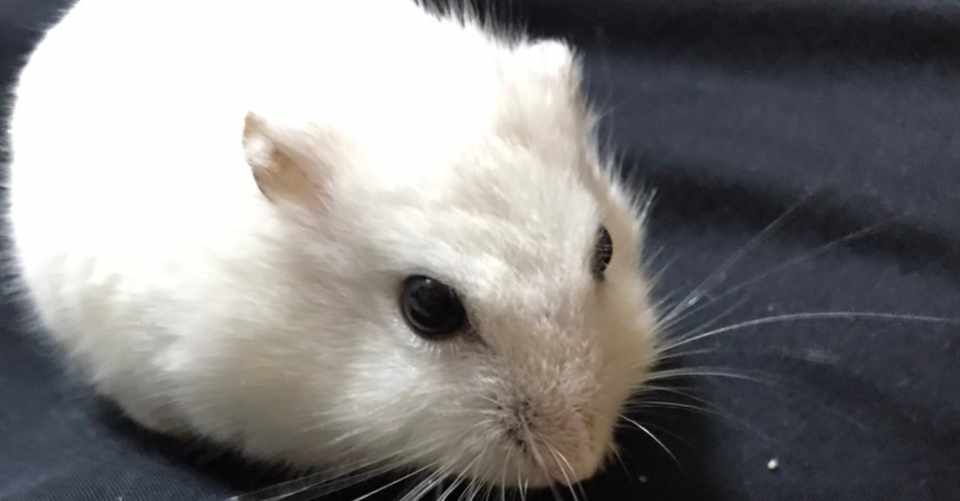 癒しと暮らし 行動系大学生きむくん Note