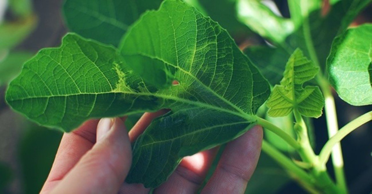 葉っぱ 備忘録 世界のいちじく育てよう まるはち果実園 Note