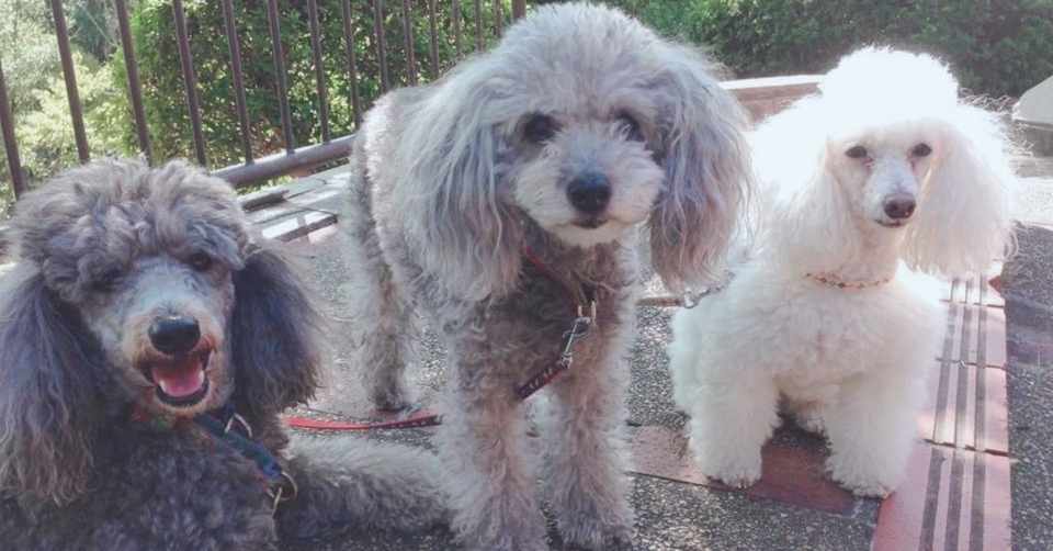 捨て犬マリちゃんが教えてくれたこと Kawai Tamaki Note